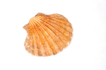 Isolated shell