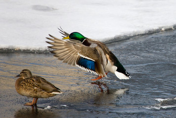 Landing of a wild duck