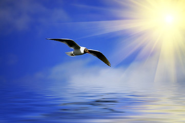SilverBlue sky and flaying seagull