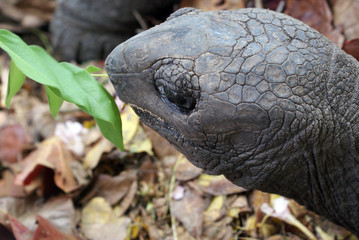 Tartaruga gigante