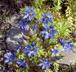 Siebenspaltiger-Enzian; Gentiana septemfida