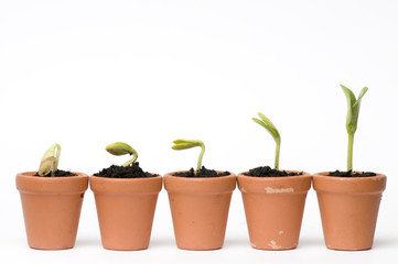 Obraz premium Seedlings development