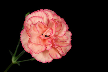 Carnation