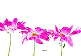 lilac chrysanthemums
