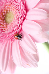 red summer ladybug