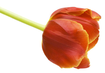 Red tulip isolated