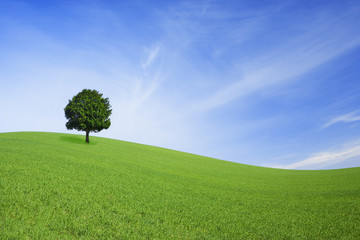 Green field and lonely tree