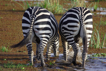 Zèbre de Grant - Amboseli - Kenya