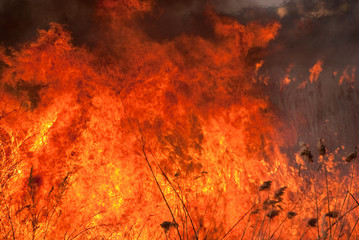 Obraz premium burning flame