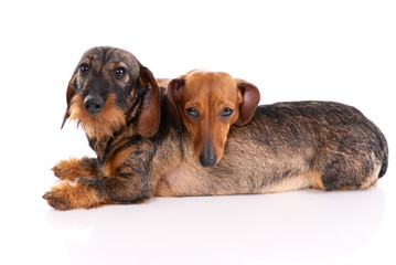 two dachshunds  isolated on white background