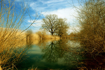 weiher mit schilf