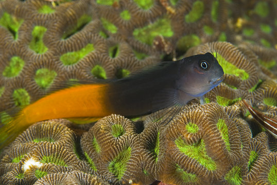 Fototapeta Bicolor blenny, Komodo National Park
