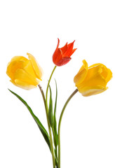 Naklejka premium red and yellow tulips