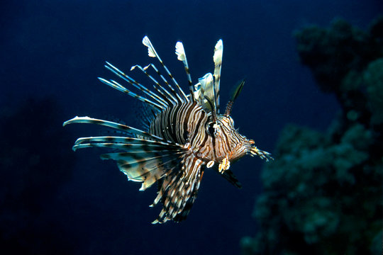 Rotfeuerfisch