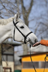 head of beautiful white horse