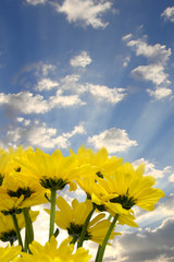 Yellow Flowers and Sky