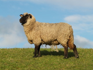 Mutterschaf auf Nordseedeich