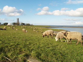 Naklejka na ściany i meble Schafe auf Nordseedeich