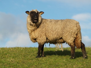 Obraz premium Schaf auf Nordseedeich