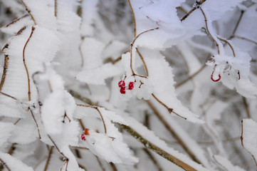 Vogelbeere im Winter
