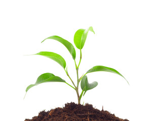 New life