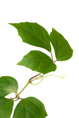 détail d'une plante verte isolée sur un fond blanc