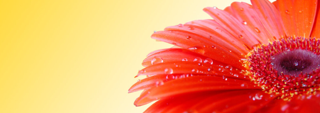 Red gerbera with water drops