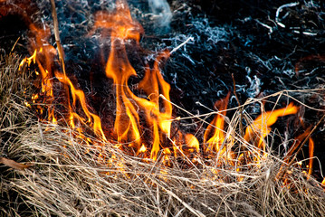 burning grass