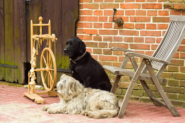 Spinnrad mit zwei Hunden, spinning wheel with two dogs