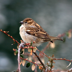Sperling (passer domesticus)