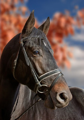 horse on autumnal background