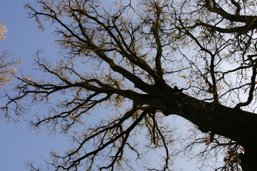 tree silhouette black and white
