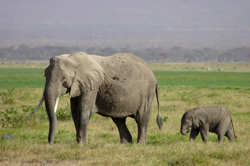 Naklejka na ściany i meble Słoń i cielę - Amboseli - Kenia