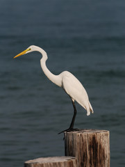 Great egret