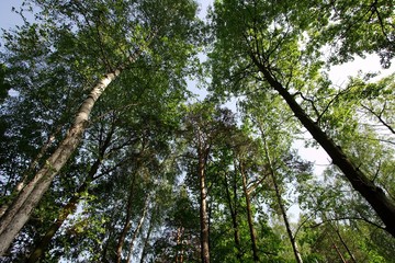 Fototapeta premium Treetops