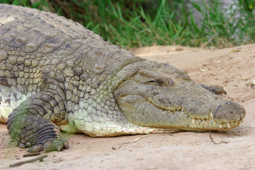 Crocodile du Nil - Samburu - Kenya