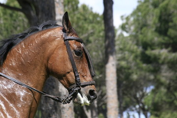 Fototapeta premium pferd - portrait