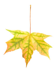 yellow maple leaf