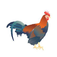 Vector illustration of brown rooster isolated on white