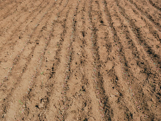 Pea seed and fertilizer