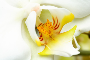 Yellow and white orchid