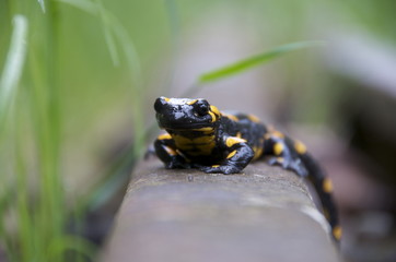 Feuersalamander