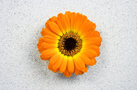gerbera bl&uuml;te im sand