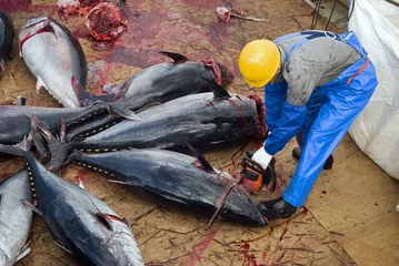 Papier Peint photo Poisson Japanese fishing ship crew cleaning Bluefin tunas