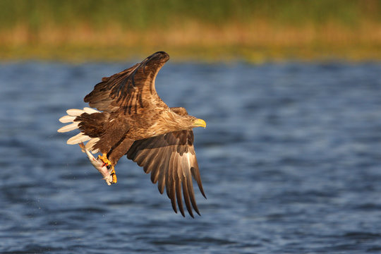 Seeadler mit Beute