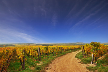 Sunny Country Road in a Vineyard