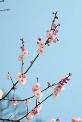 Pink Plum Blossom