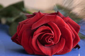 UNA ROSA PER L'AMORE