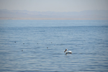 salton sea pelican