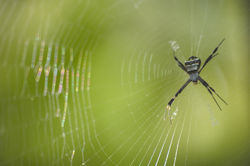 Zebraspinne
